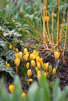 Crocus  luteus 'Golden Yellow' syn. C. 'Dutch Yellow', C. stellaris 'Golden Yellow' with Arum italicum subsp. italicum 'Marmoratum' syn. A. pictum and Salix alba 'Golden Ness' AGM