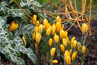 Crocus luteus 'Golden Yellow' syn. C. 'Dutch Yellow', C.stellaris 'Golden Yellow' with Arum italicum subsp. italicum 'Marmoratum' syn. A. pictum and Salix alba 'Golden Ness' AGM