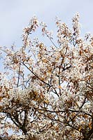 Amelanchier lamarckii. Juneberry, Serviceberry, Shadbush