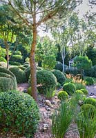 Buxus sempervirens and shaped Lonicera nitida at Dip on the Hill Garden, Suffolk