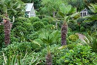 Trachycarpus wagnerianus and various evergreen shrubs at Dip on the Hill Garden, Suffolk.