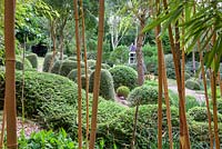 View through the Bamboo at Dip-on-the-Hill garden, Ousden, Newmarket, Suffolk. 