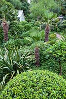 Trachycarpus wagnerianus, Buxus sempervirens and Prunus lusitanica and others at Dip on the Hill Garden, Suffolk. 