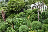 Trachycarpus wagnerianus, Buxus sempervirens and Viburnum cinnamomifolium and others at Dip on the Hill Garden, Suffolk.