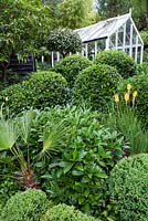 Trachycarpus wagnerianus, Buxus sempervirens and Viburnum cinnamomifolium and others at Dip on the Hill Garden, Suffolk.
