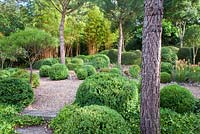 View of clipped Buxus sempervirens and shaped Lonicera nitida in the gravel garden at Dip on the Hill Garden.