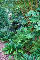 Shade planting with Fatsia japonica, Ferns and Bamboo. Dip-on-the-Hill garden, Ousden,  Newmarket, Suffolk