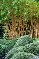 Box mounds and balls with Bamboo behind, Dip-on-the-Hill garden, Ousden, Newmarket,  Suffolk.