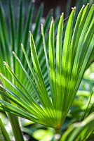 Trachycarpus wagernianus. Close up portrait of fronds in sunlight.