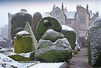Topiary shapes with dusting of snow at Levens Hall and Garden, Cumbria, UK,