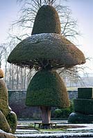 Ancient Yew topiary at Levens Hall Garden, Cumbria, UK.