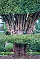 Gnarled ancient Yew - Taxus topiary trunk at Levens Hall and Garden, Cumbria, UK