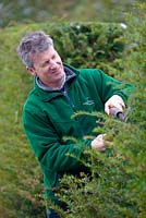 Portrait of Chris Crowder, Head Gardener at Levens Hall, Cumbria pruning yew. 