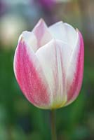 Tulipa 'Silk Surprise'