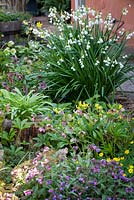 Spring Bulbs and Perennial border with Leucojum aestivum 'Gravetye Giant', Erythronium 'Pagoda', Helleborus x hybridus, Pulmonaria and Anemone ranunculoides 'Plena'. Rod and Jane Leeds garden, Suffolk