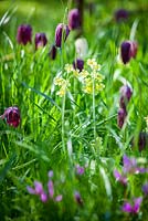 Fritillaria meleagris naturalised in grass lawn with Primula elatior and Cyclamen repandum. Rod and Jane Leeds, Suffolk.