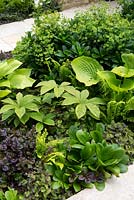 A shady bed is planted up with: Ajuga reptans 'Catlin's Giant', Blechnum spicant, Bergenia vars. Rodgersia vars, Euphorbia robbiae, Hosta 'Sum and Substance'
