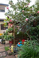 A pink flowered Sasanqua Camellia in front of a small timber shed with a hosea and a colection of colourful watering cans.