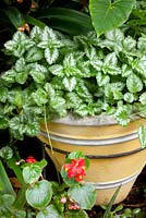 A yellow and white retro cement pot planted with Spotted Dead Nettle - Lamium maculatum and a red flowered Begonia semperflorens.