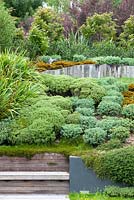 A selection of native Hebes and native shrubs and trees at Bhudevi Estate garden, Marlborough, New Zealand
