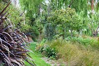 Pseudopanax Linearifolius and various grasses and shrubs in Bhudevi Estate garden, Marlborough, New Zealand.