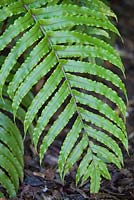Blechnum novae-zelandiae, palm-leaf fern. Fern. December.