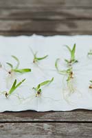 Deflasked Dendrobium orchid seedlings separated and drying on kitchen paper showing root development and differences in sizes of seedlings.