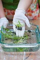 Propagation of Dendrobium tangerinum x strebloceros x Dendrobium tangerinum. De flasked Dendrobium orchid seedlings showing foliage and root development and black agar gel propagating medium.