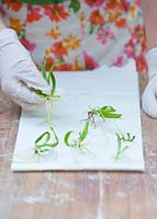 Propagation of Dendrobium tangerinum x strebloceros x Dendrobium tangerinum. De flasked Dendrobium orchid seedlings with clean roots being place on kitchen paper to dry.