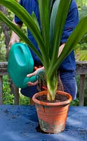A man watering in a newly planted Clivia, Clivia miniata with a green plastic watering can with diluted seaweed fertiliser