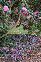 Cyclamen coum and Camellia x williamsii 'Donation'. Winter plant association. March.