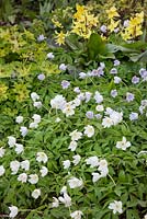 Anemone nemorosa 'Leeds Variety' with Erythronium 'Sundisc' and Geranium phaeum 'Samabor'. Spring association. April