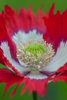 Papaver somniferum 'Victoria Cross' opium poppy 