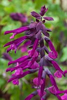 Salvia 'Love and Wishes' 'Serendip6' 