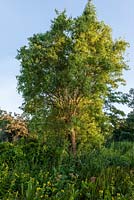 Salix babylonica var. pekinensis 'Tortuosa' 