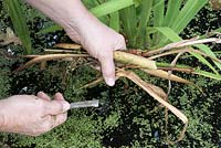 Removing dead leaves of aquatic plants from a pond
