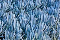 Senecio serpens. A close up of a dense planting of a succulent Blue Chalk Sticks 