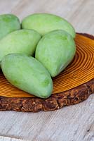 A round timber cutting board with five green Mangoes, Mangifera indica on it.