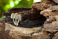 Toadstools growing in a rotten log.