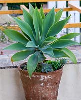 Terracotta container planted with Agave attenuata. Casa Cuseni in Taormina, Sicily, Italy 