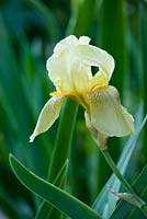 Iris - pale yellow bearded flower. Casa Cuseni in Taormina, Sicily, Italy 