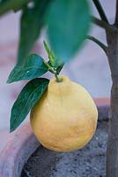 Citrus paradisi - grapefruit in a container. Casa Cuseni in Taormina, Sicily, Italy  