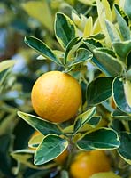 Citrus plant. Casa Cuseni in Taormina, Sicily, Italy 