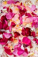 Fresh rose petals for confetti. Common Farm Flowers, Somerset