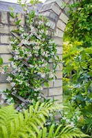 Trachelospermum jasminoides growing on wall with view through opening