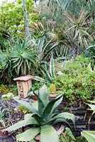 Subtropical garden with exotic planting. Agave ferox in foreground