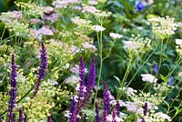 Federica Wilk's garden in Gloucestershire, Salvia nemerosa 'Caradonna' is set against the soft umbellifer, pimpinella, in the long border.