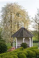 Mitton Manor Garden in spring, Staffordshire. Cloud topiary Box spheres in formal parterre garden
