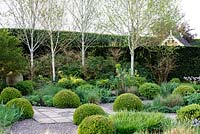 Mitton Manor Garden in spring, Staffordshire. The formal box topiary garden backed by Silver Birch trees