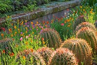 The arabic garden: barrel cactus, Echinocactus grusonii and Ferocactus stainesii with californian poppy, Eschscholtzia californica